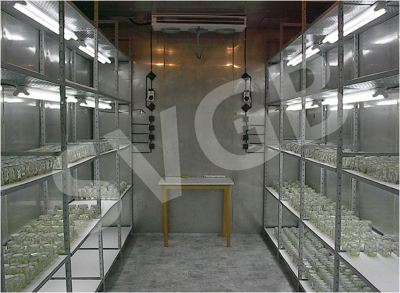 in vitro